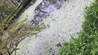 四季折々の植物