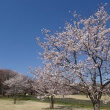 桜が見ごろの園内