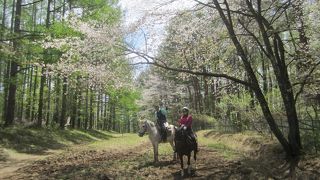 カナディアンキャンプ八ヶ岳