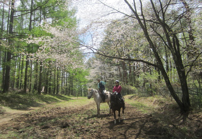 小淵沢で乗馬はいかが？