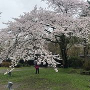 見事な桜でした