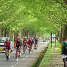 木のトンネルになっています