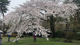 見事な桜でした