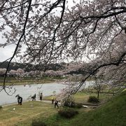 桜が見頃できれいでした