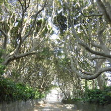 参道はあたかもトンネルのよう。