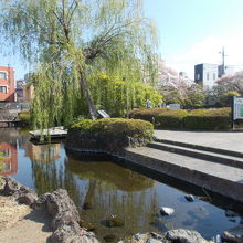 池の様子です。