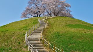 フォトジェニックな桜の花