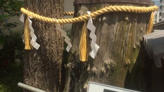 高い木としめ縄