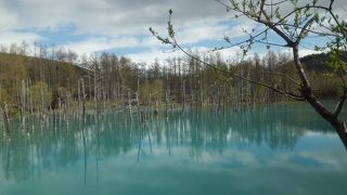美瑛川脇の青い池は幻想的