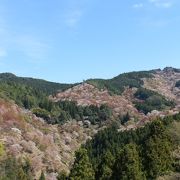 吉野の桜の風景はここでした