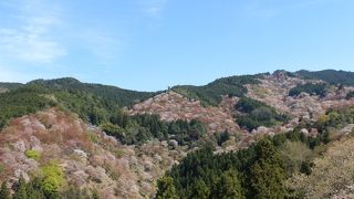 吉野の桜の風景はここでした