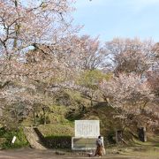 ここの桜もきれいでした