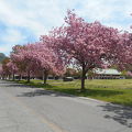 八重桜が満開の清潔な宿