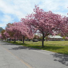 見事な八重桜並木が出迎えてくれる。