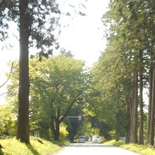 左側は昔からの杉で、右側は国道拡幅後に植えられたのであろう。