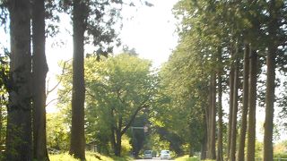 国道を走る車が多くて、杉が可哀そう