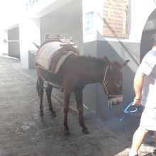 ロバタクシー可愛いです