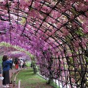 １１０mの藤トンネルはいろいろな色の花が咲いています。