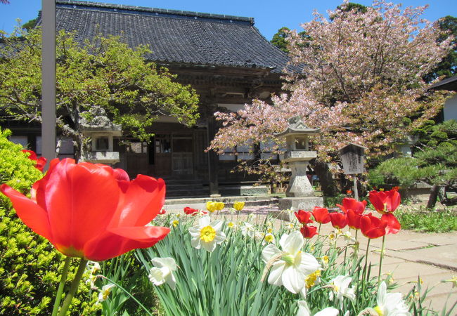 境内の蝦夷霞桜はゴールデンウィーク後半が見頃？