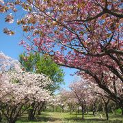 ゴールデンウィーク明け1週間後でも、かなりのボリュームの桜