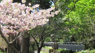 各寺社で、咲く時期が微妙に異なる桜