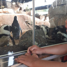 ペンギンコーナー