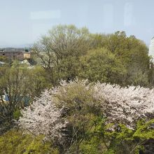 桜が見頃を迎えています。