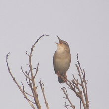 珍鳥ウチヤマセンニュウ