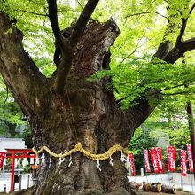 ご神木の千年けやき