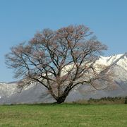 小岩井農場の一本桜