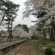 桜と電車の光景が端子そう