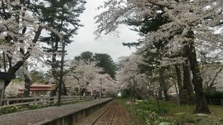 桜と電車の光景が端子そう