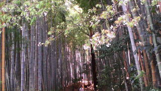 佐倉の武家屋敷を見た後に風流な気分で散歩できる竹林