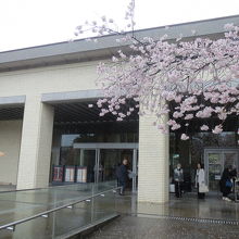 美術展館の入り口　満開の桜は小雨に濡れていました