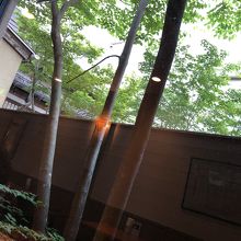 竹と隣の緑の木