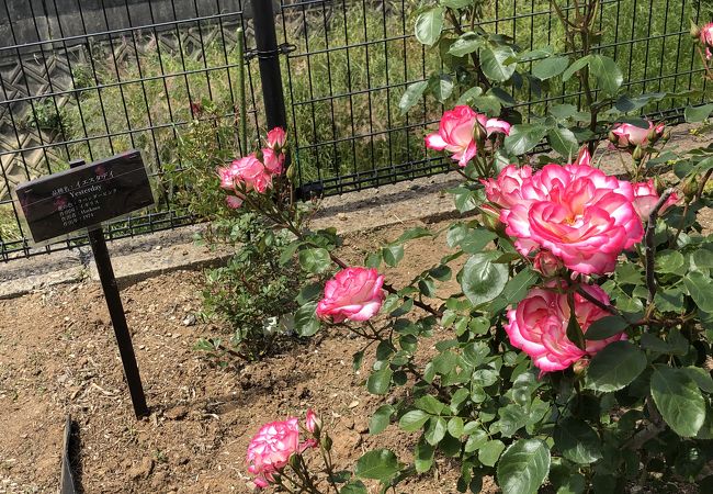 薔薇が見頃です。