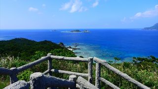 クジラの群を観察していました