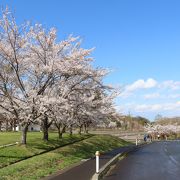 ここの脇の桜がすばらしかったです