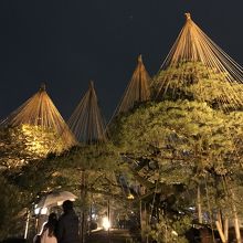 冬のライトアップ