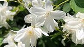 卯の花の匂いに包まれて