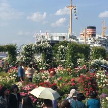 薔薇の向こうに氷川丸