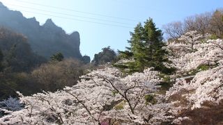 桜を見にさくらの里に行ってみました