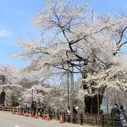 その生い立ちを考えれば、奇跡の桜かもしれません