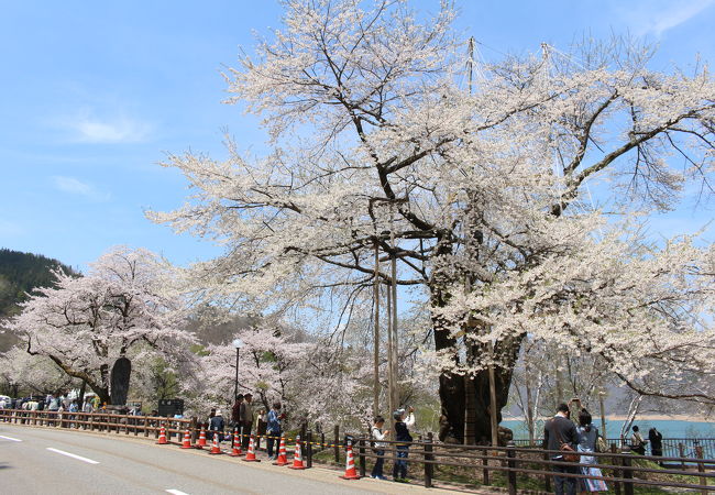 その生い立ちを考えれば、奇跡の桜かもしれません