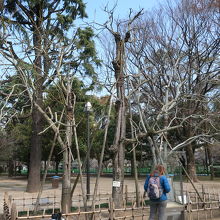 平和資料館近くのアオギリ