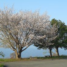 遅咲きの桜が湖面をバックに咲く