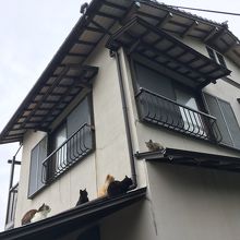 目の前の屋根には猫がいっぱいいます