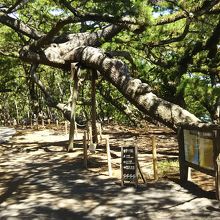 周りは立派な樹形の松が沢山。