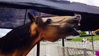 蒜山といえば、ジャージー！