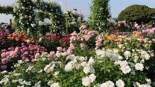 山下公園の薔薇がものすごいです